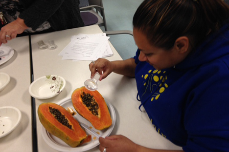 Student instructor examines the pattern of papaya seeds.